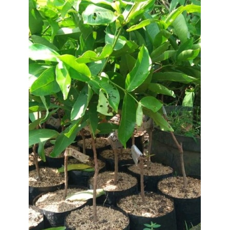 bibit tanaman jambu air kiojok super manis