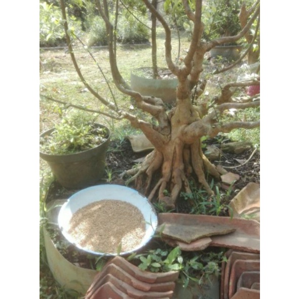 

biji anting putri isi 1000 biji