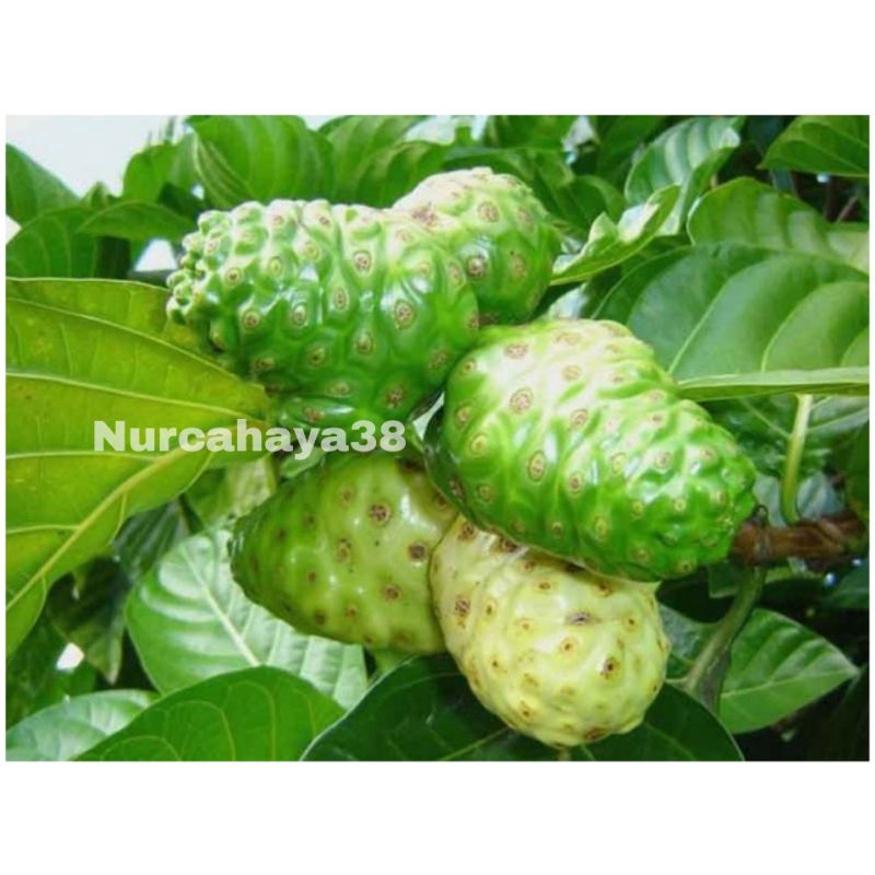 

Buah Mengkudu Segar Dan fresh | Buah Mengkudu 500gram