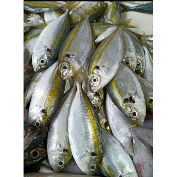 

Ikan Selar segar 500grm