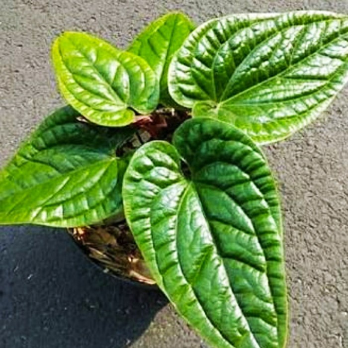 tanaman hias anthurium sirih besar