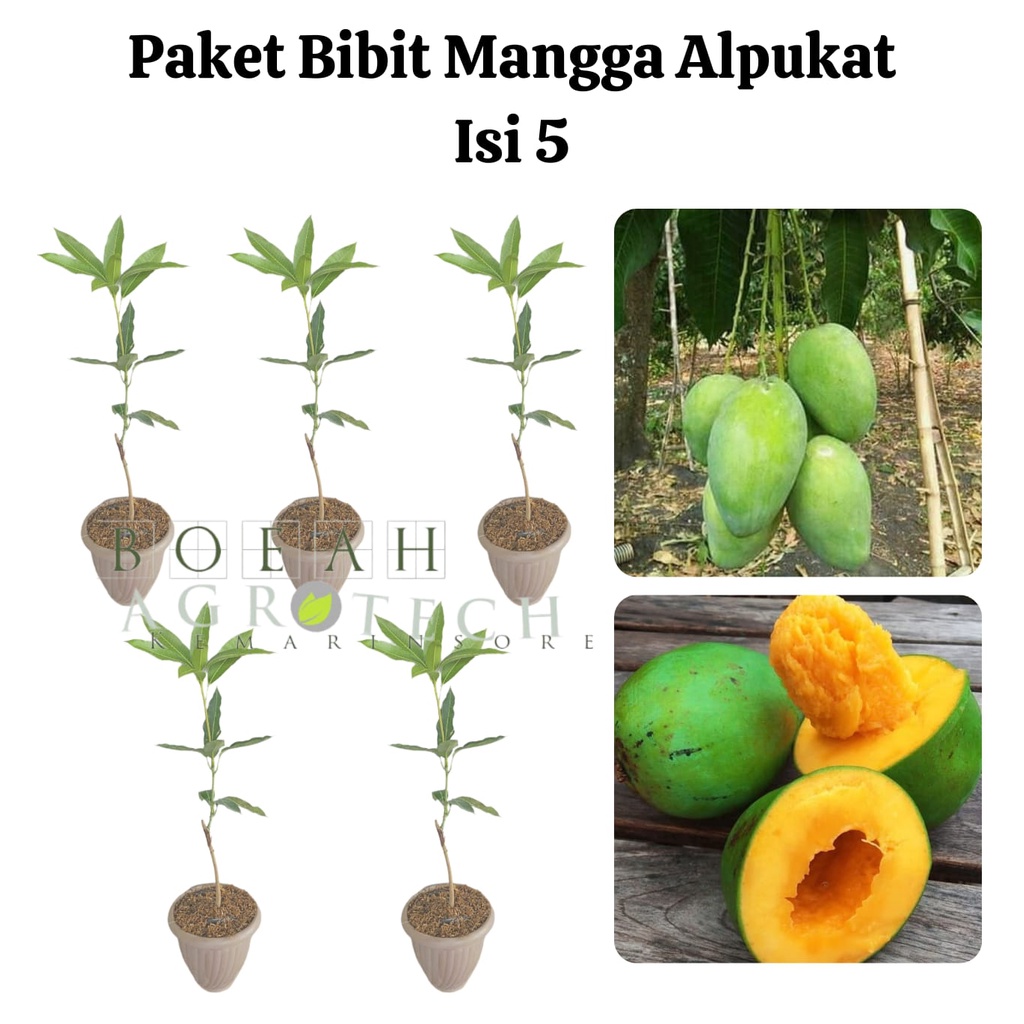 Paket Hemat Bibit Mangga Alpukat Okulasi Isi 5 Bonus Bibit Strawberry+Polibag