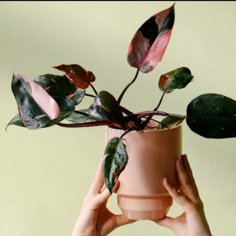 Tanaman Hias Philodendron Pink Princess - Philodendron Pink princess