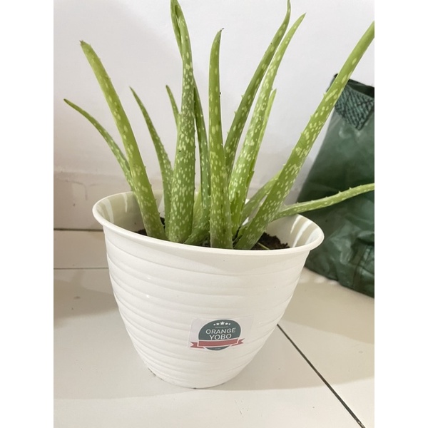 Orangeyobo - Tanaman lidah buaya aloe vera organik - makassar