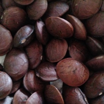 

Bibit Benih Sacha Inci Unggul- Kacang Bintang 100 gram