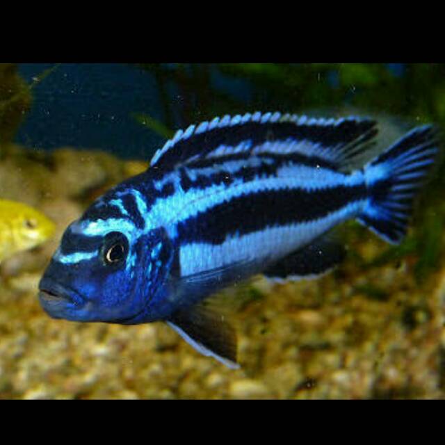 Pseudotropheus Johannii African Cichlid Johani Bluegray mbuna 