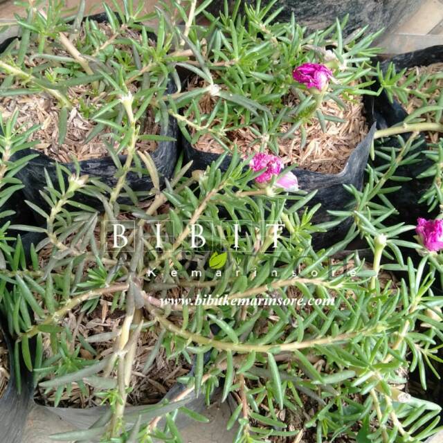 Bibit Tanaman Hias Bunga Krokot/ Tanaman bunga Mossrose / Moss Rose 1 Paket isi 10 Berbunga