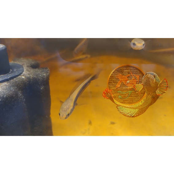 Channa Red Barito Size 4-5cm