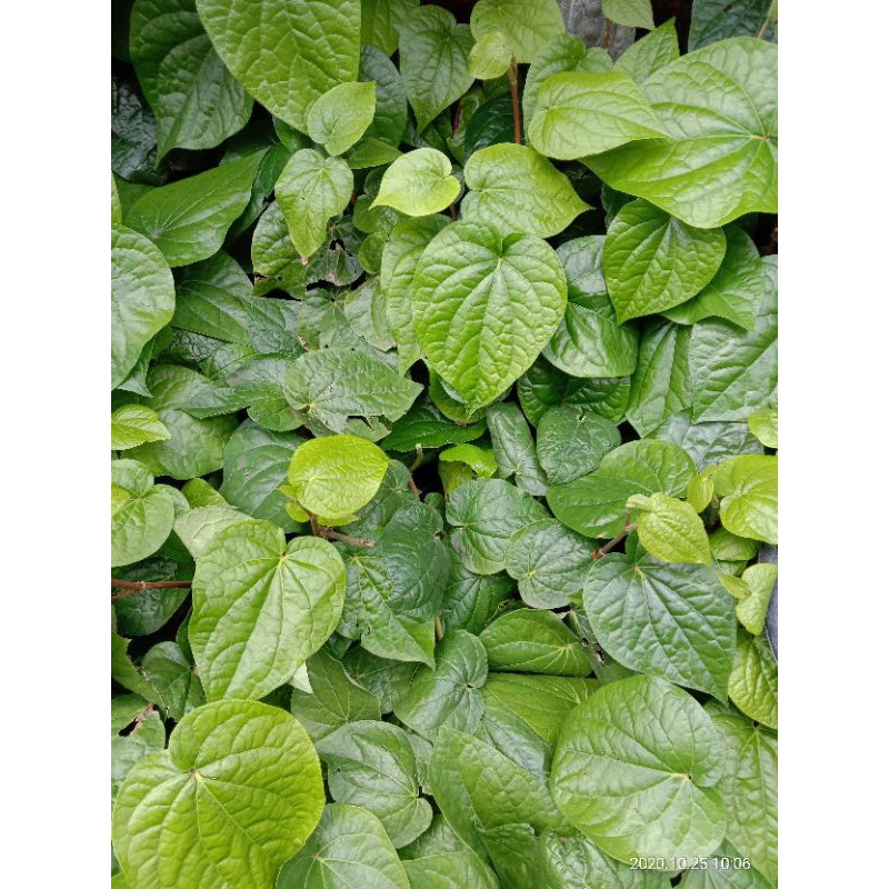 

DaunSirih per lembar