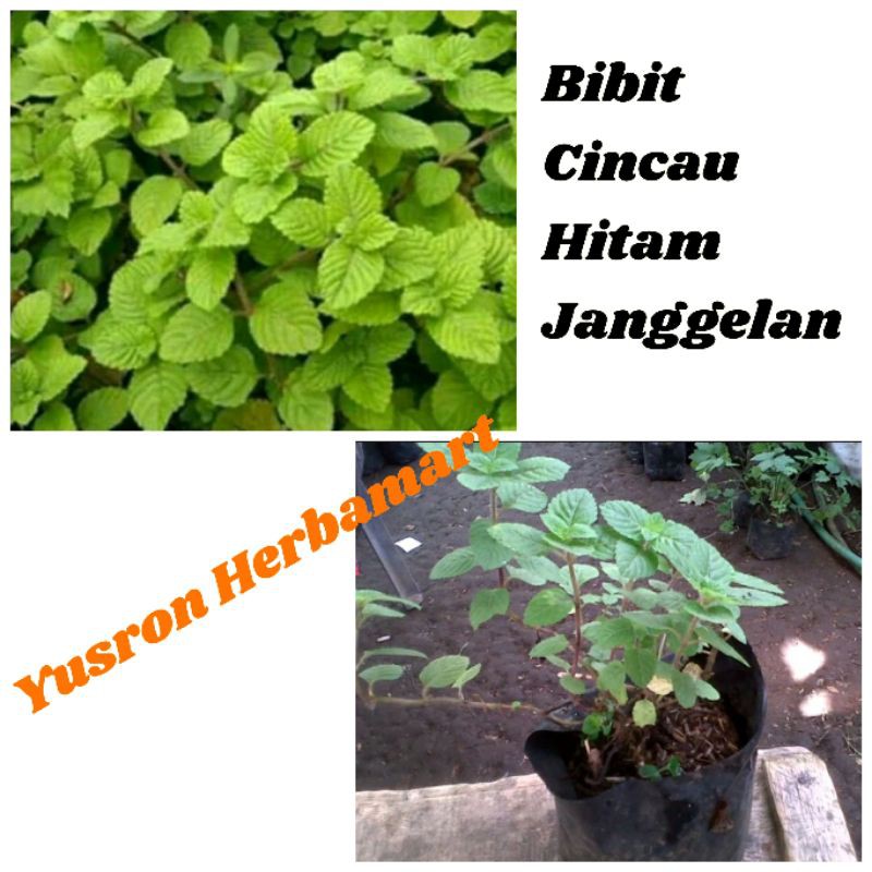BIBIT CINCAU HITAM JANGGELAN