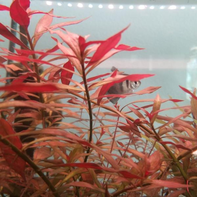 ludwigia arcuata  20 Btg ( tanaman aquascape )