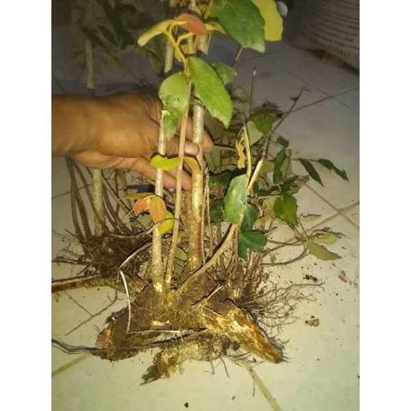 BAHAN BONSAI WALIKUKUN SMALL 10K