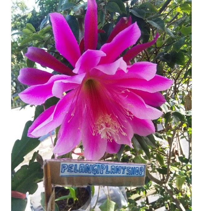 wijaya kusuma california dream