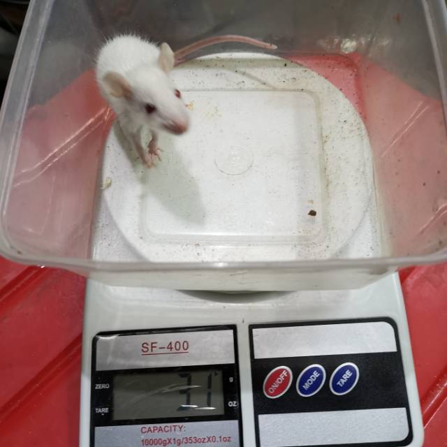 

SenzzExopet - Rat Small - Tikus Putih - Mencit