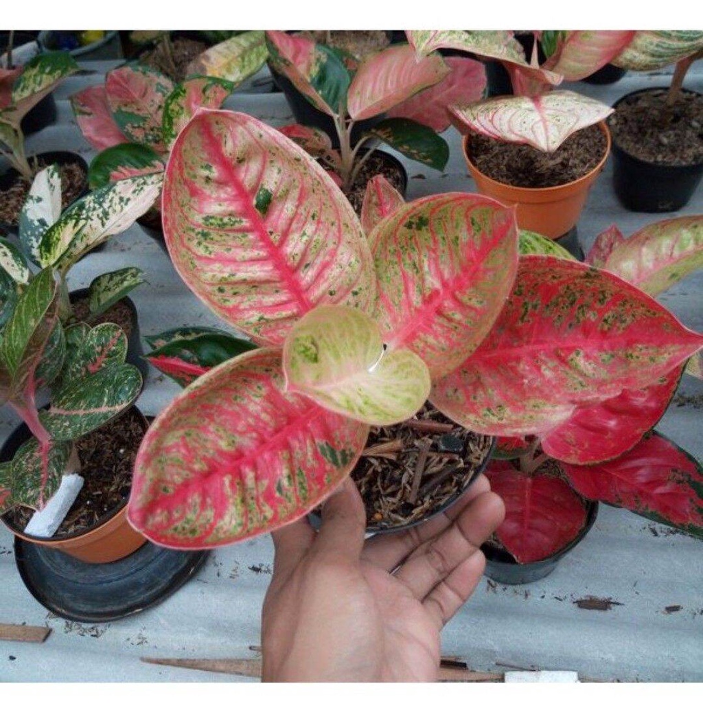 bibit bonggolan Aglonema legacy mangkok