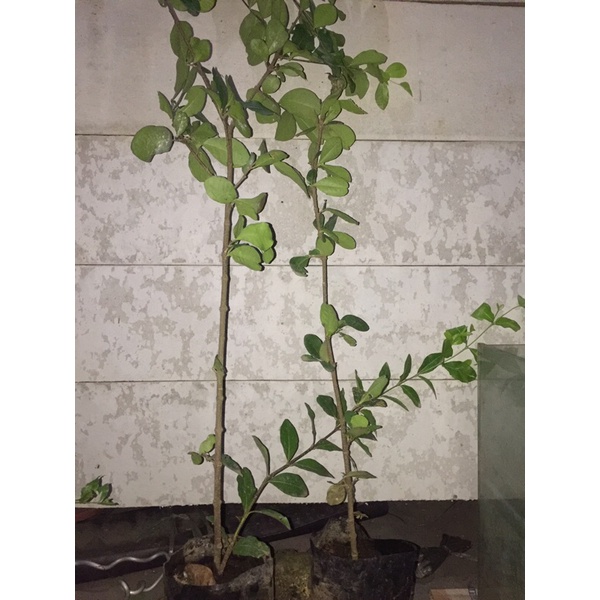 bibit bonsai sianci atau cherry barbados