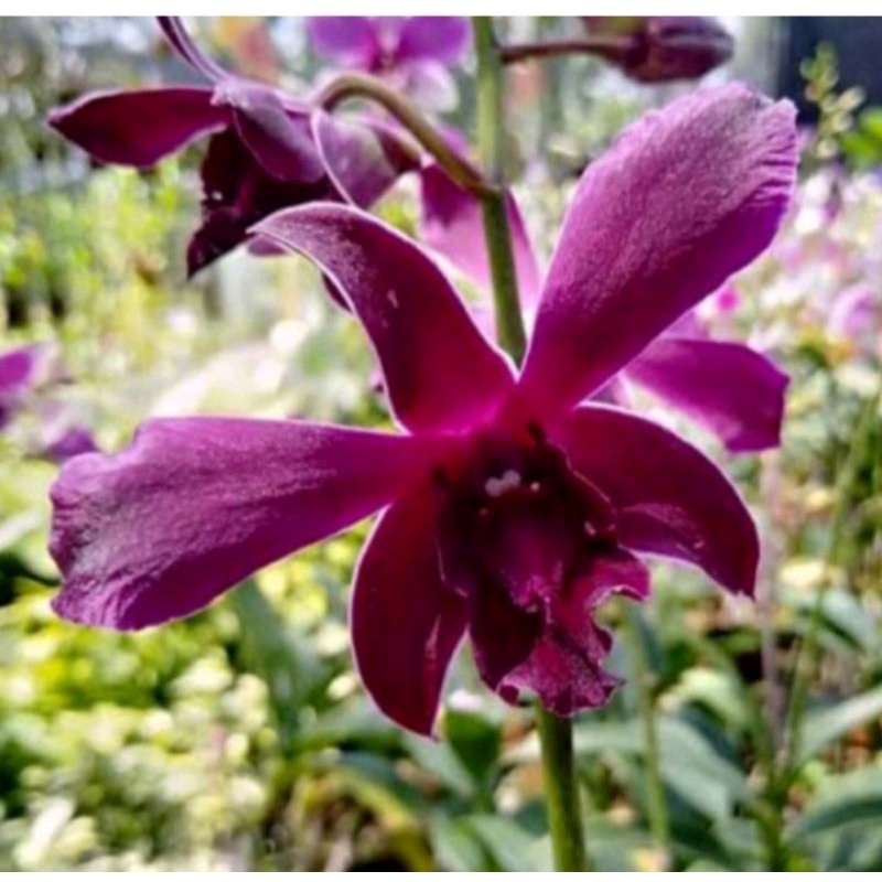 Pohon Bunga Anggrek Dendrobium Dewasa Caesar Red Sudah Spike