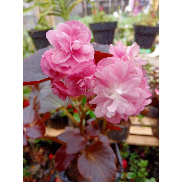 begonia mawar