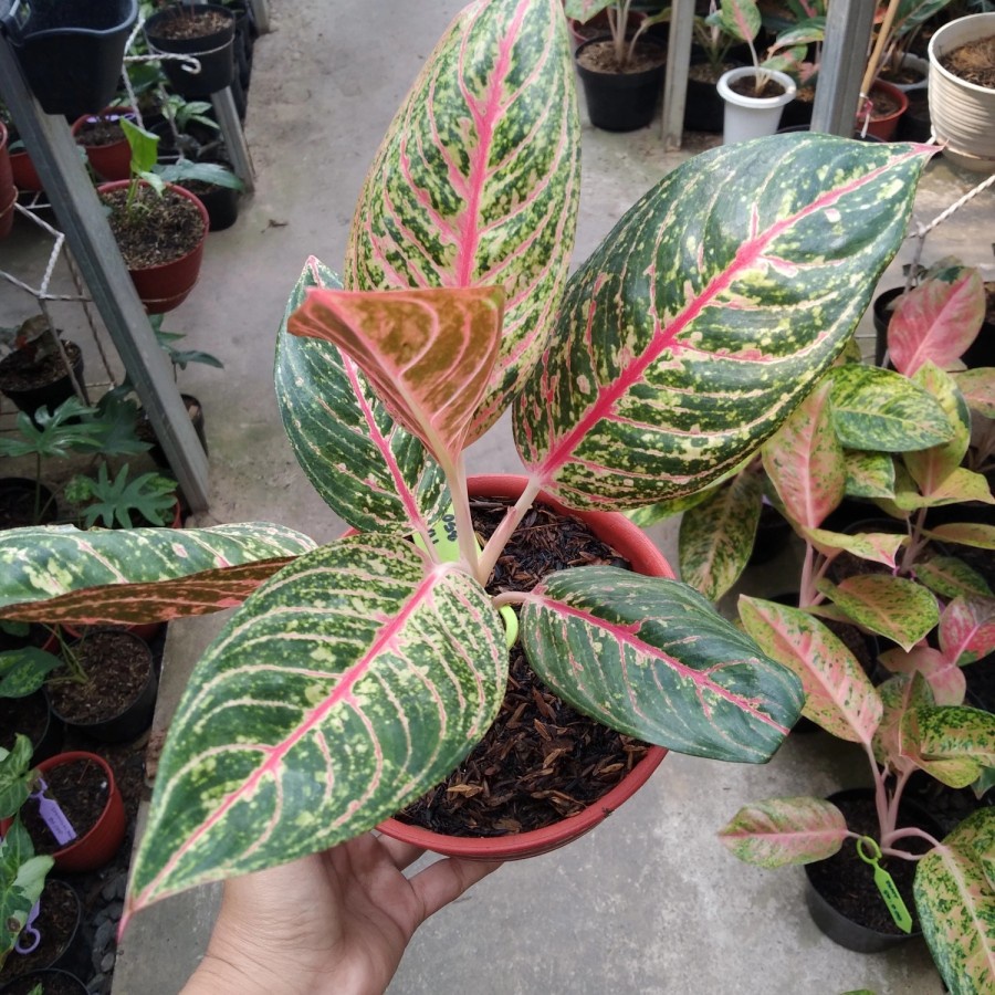 Tanaman Hias Aglonema Tiara / Tanaman Aglonema