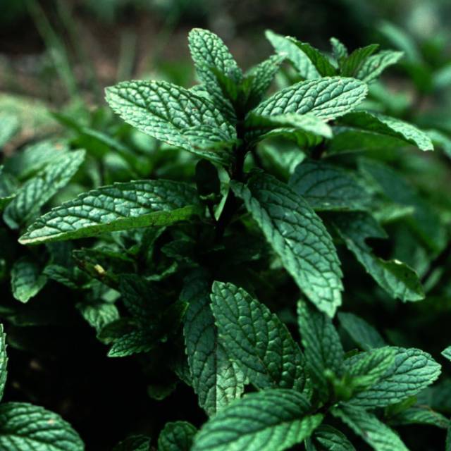Tanaman hias herbal peppermint segar wangi