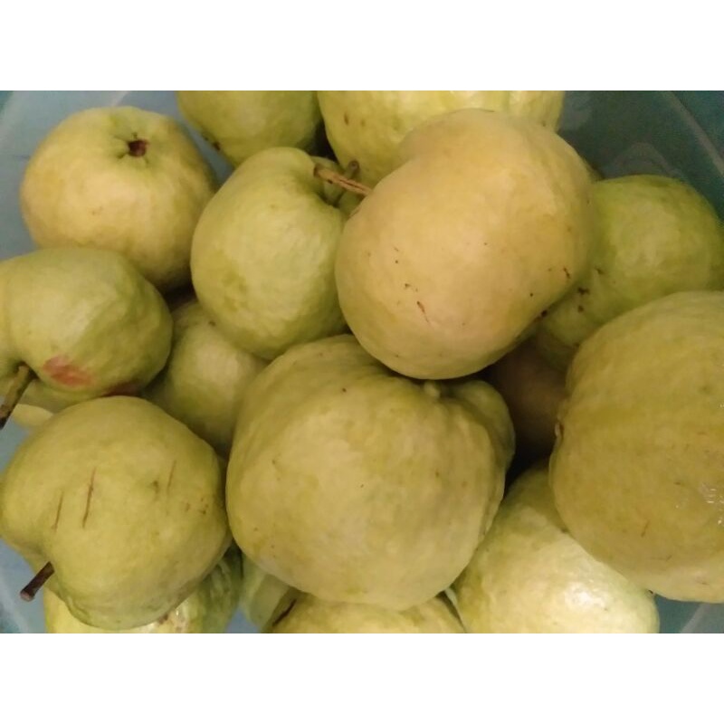 

jambu kristal 1kg
