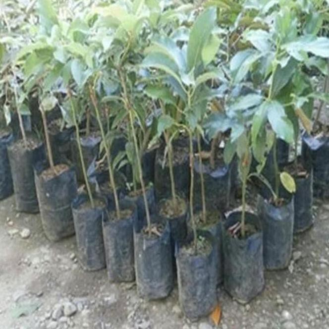 Sup3R Paket 10 Bibit Tanaman Hidup Buah Alpukat Aligator F1L Len