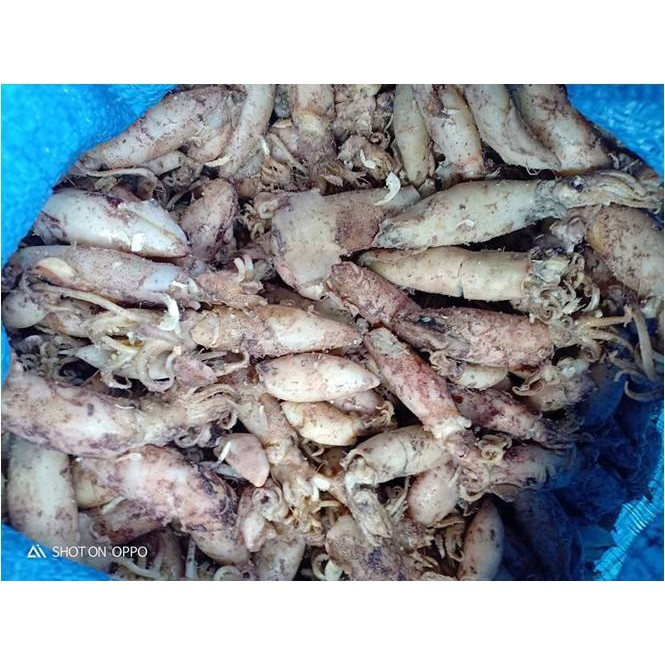 

Cumi / Sotong Asin Uk. 8 - 11 Cm ( @ 250 Gr )