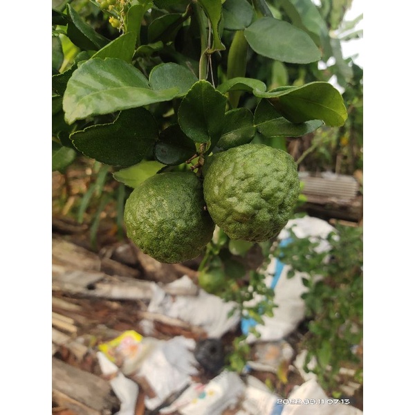 

Buah jeruk purut fresh 200gram