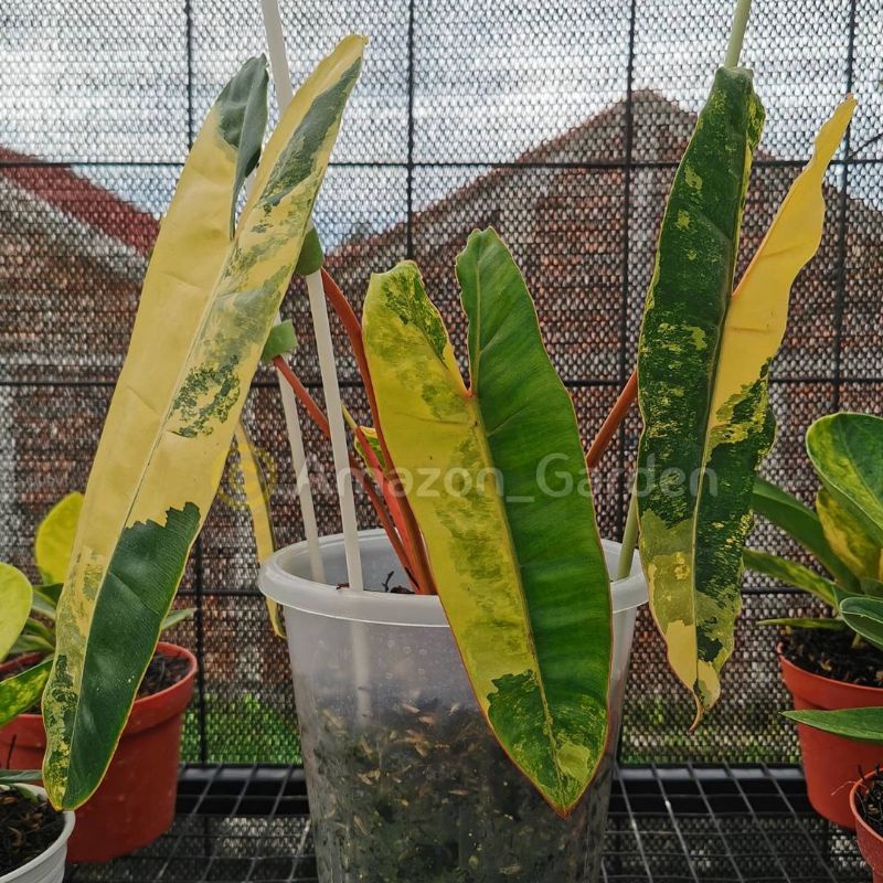 bonggol philodendron kabel busi variga