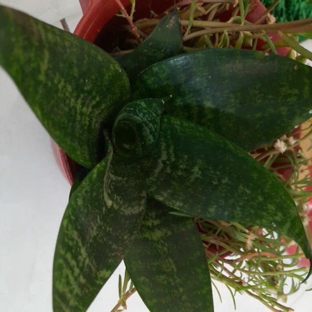 Tanaman Hias Sansivera Penyejuk,penyeteril Udara