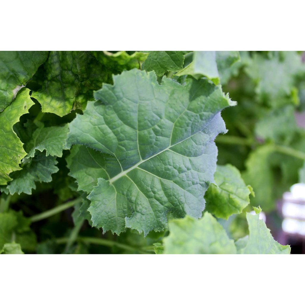 Benih Bibit Biji - Kale Borecole Siberian Dwarf Seeds - IMPORT