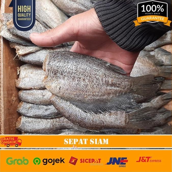 

[COD] Ikan Asin Sepat Siam Size Besar 500gr PREMIUM [COD]