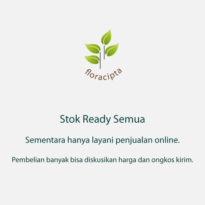 BIBIT POHON MATOA / TANAMAN BUAH MATOA / BUAH MATOA KHAS PAPUA TERMURAH