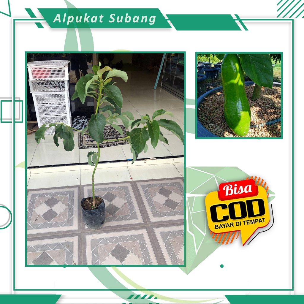 Bibit Alpukat Subang 1 Meter Tanaman Buah Alpukat Kelud Bibit Buah Unggul [ SIAP KIRIM ]