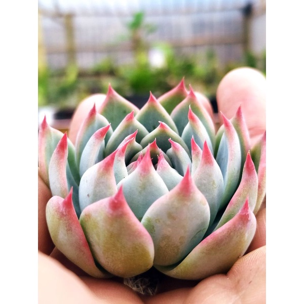 Sukulen Echeveria chihuahuaensis | kaktus dan sukulen