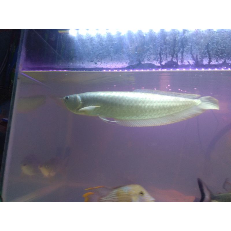 ikan arwana silver panjang 50cm