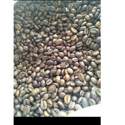 

Biji kopi Robusta Temanggung