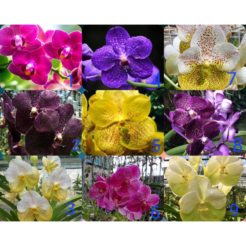 Remaja anggrek vanda