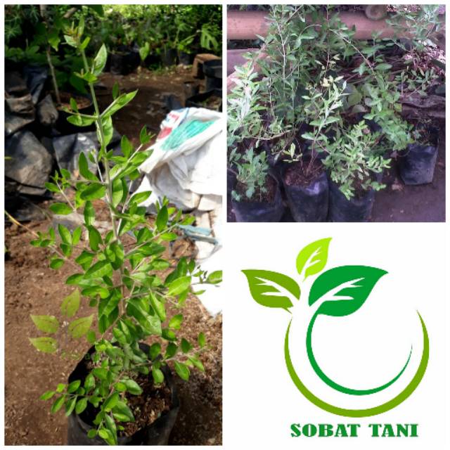 Bibit Tanaman Pacar Arab - Daun Herbal Pewarna Kuku