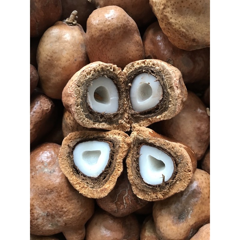 

ORI TIDAK BERJAMUR 1kg ZURIAT BELAH (FULL BIMBINGAN PROMIL)