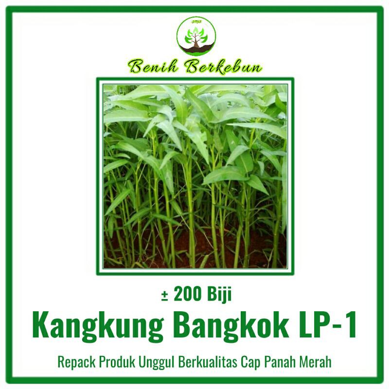 Jual 200 Benih Kangkung Bangkok LP-1 (Cap Panah Merah) | Shopee Indonesia