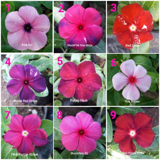 Featured image of post Jenis Bunga Vinca Cara menanam bunga vinca dari biji sebetulnya cukup mudah meskipun bijinya berukuran kecil di postingan kali ini saya akan berbagi pengalaman cara menanam bunga vinca import mix jenis