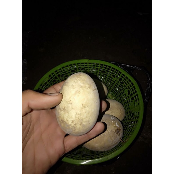 

Telur soang telur angsa gagal netas