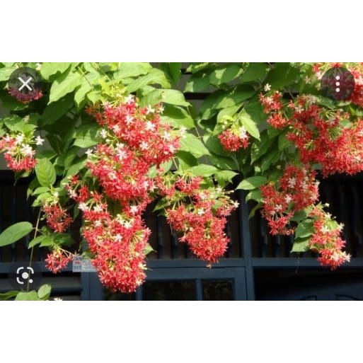 bibit melati belanda tumpuk besar