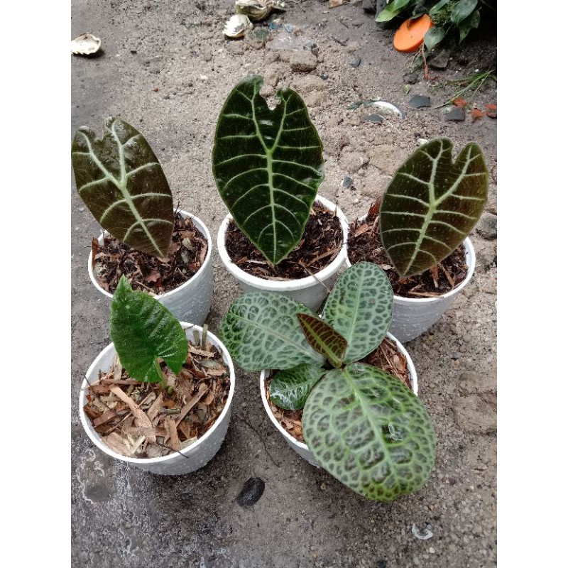 alocasia Watsoniana