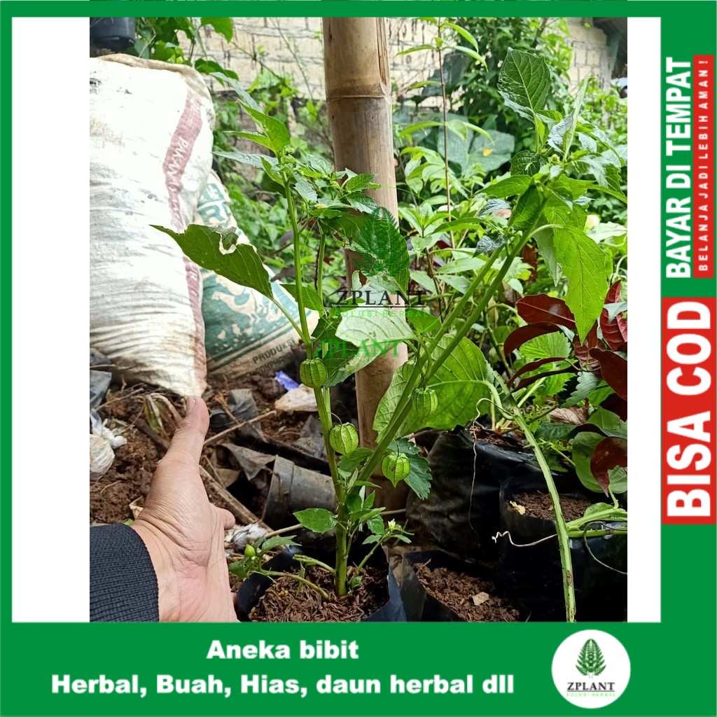 Bibit Tanaman Buah Cecendet Ciplukan - Pohon Cecenet Herbal | Shopee