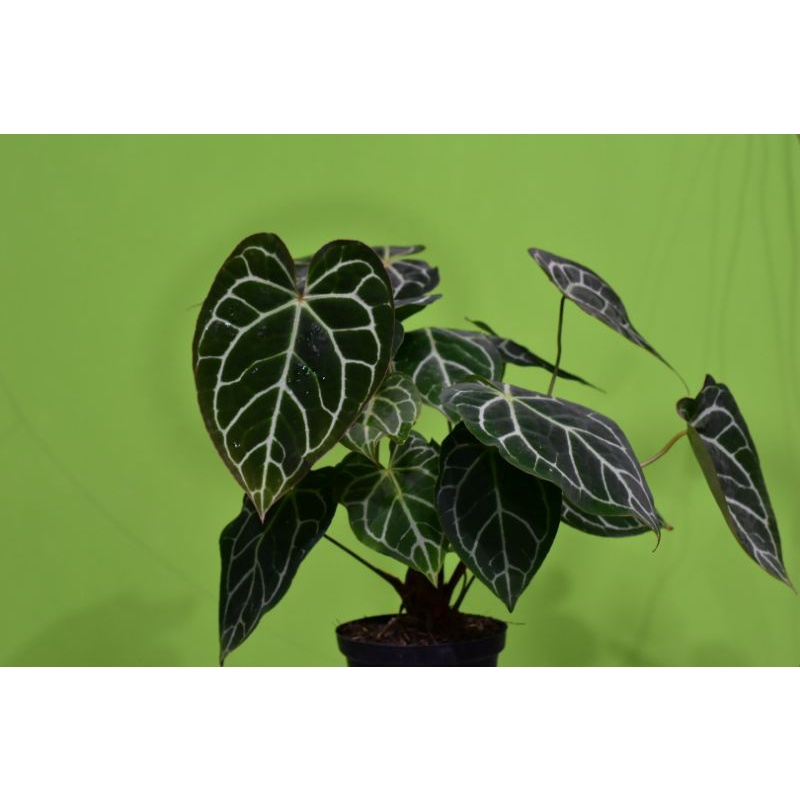 Anthurium Crystallinum Hybrid / Kuping Gajah