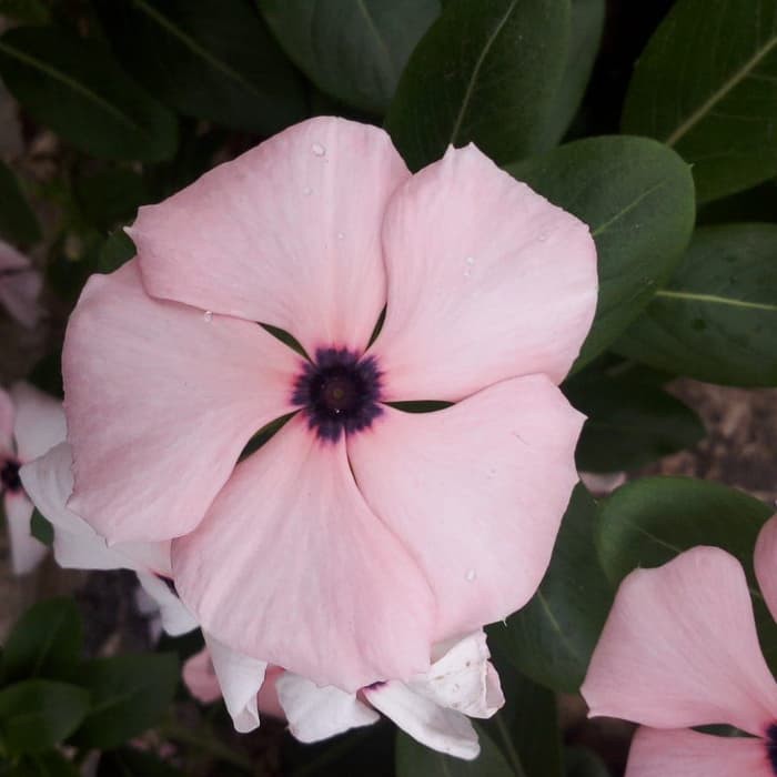 Bibit Benih Seed Flower Vinca Light Pink Spot Tapak Dara Shopee Indonesia