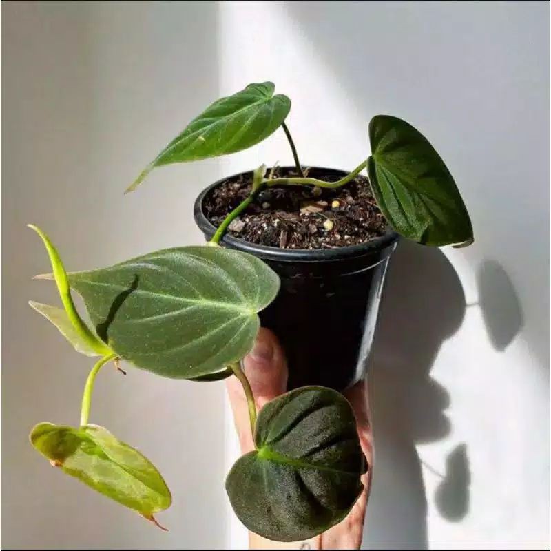 Philodendron Micans Valvety / Philodendron hederaceum micans / Philo velvet