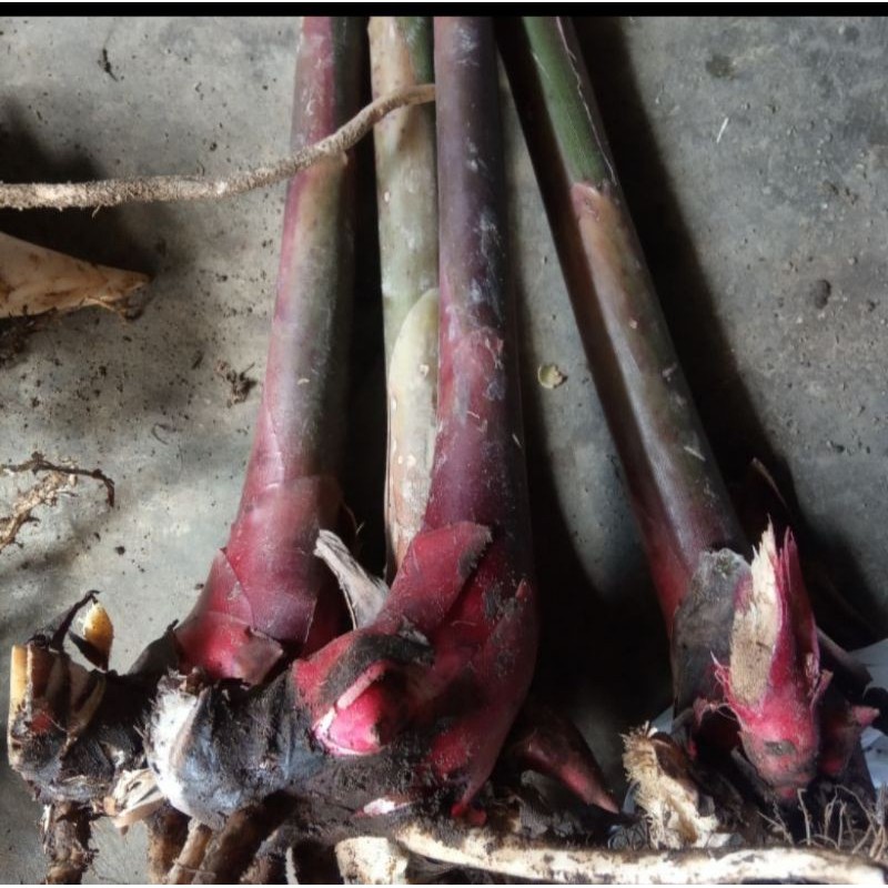 

Bibitkecombrangsegar